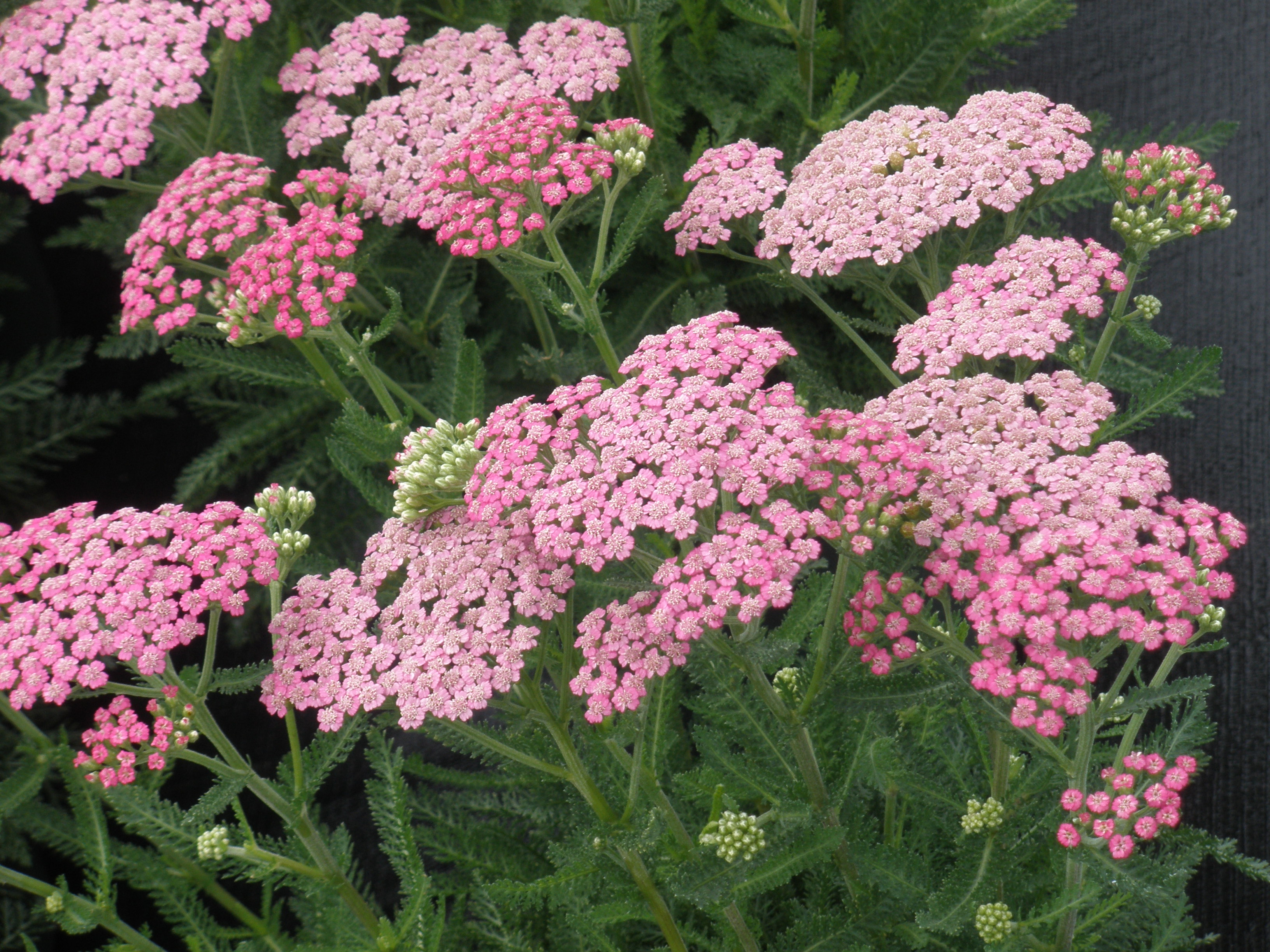 Achillea millefolium 'Tutti Frutti Grapefruit'